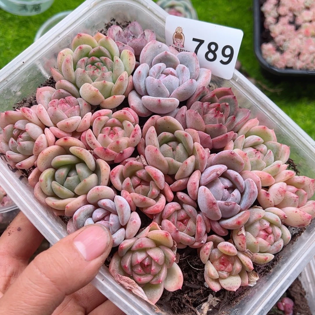 多肉植物多肉植物