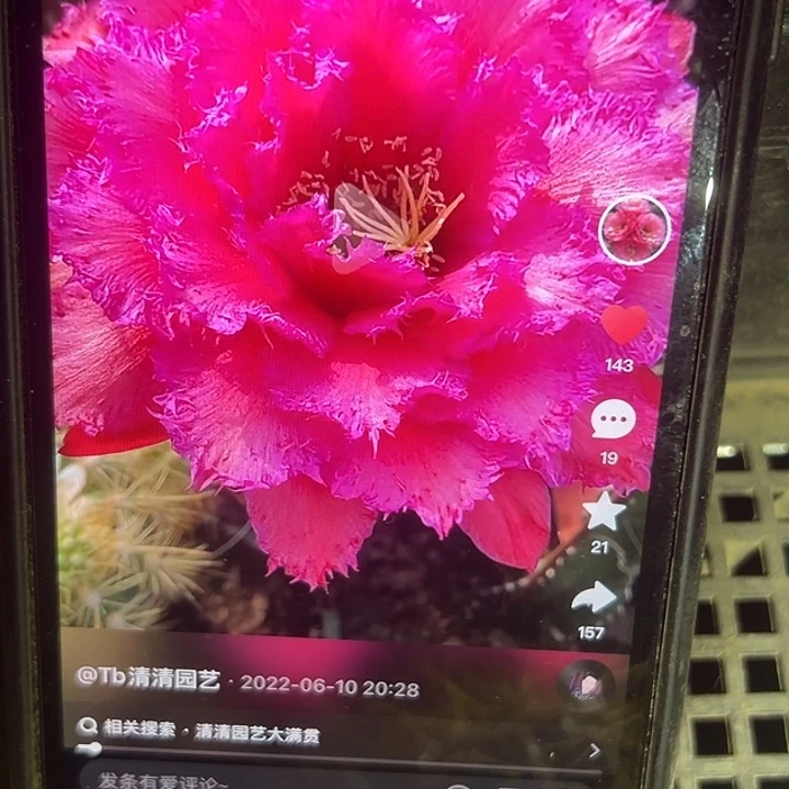 清清702侧牙仙人球