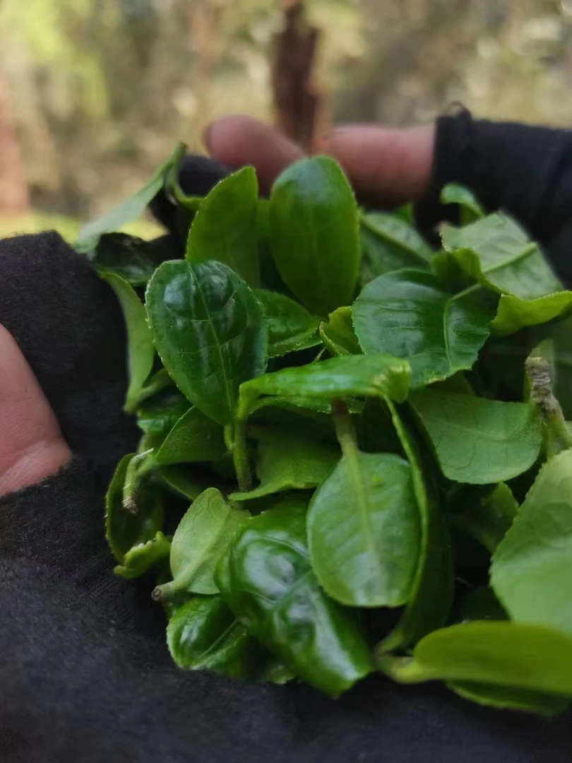 25年猫耳朵【明前春稀缺货】昔归茶区小叶种古树纯料散茶晒青毛茶