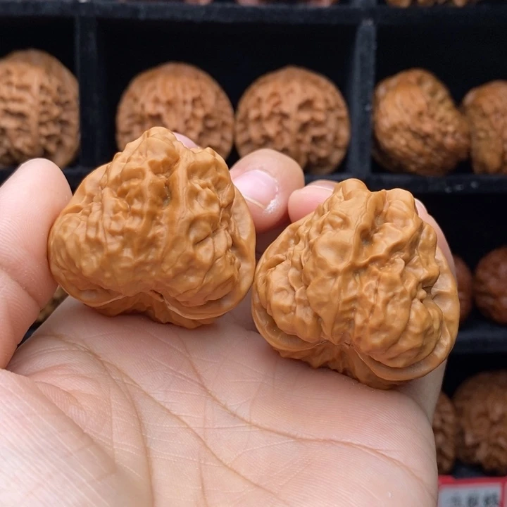 画***）核桃角蛙40-43尺精品对