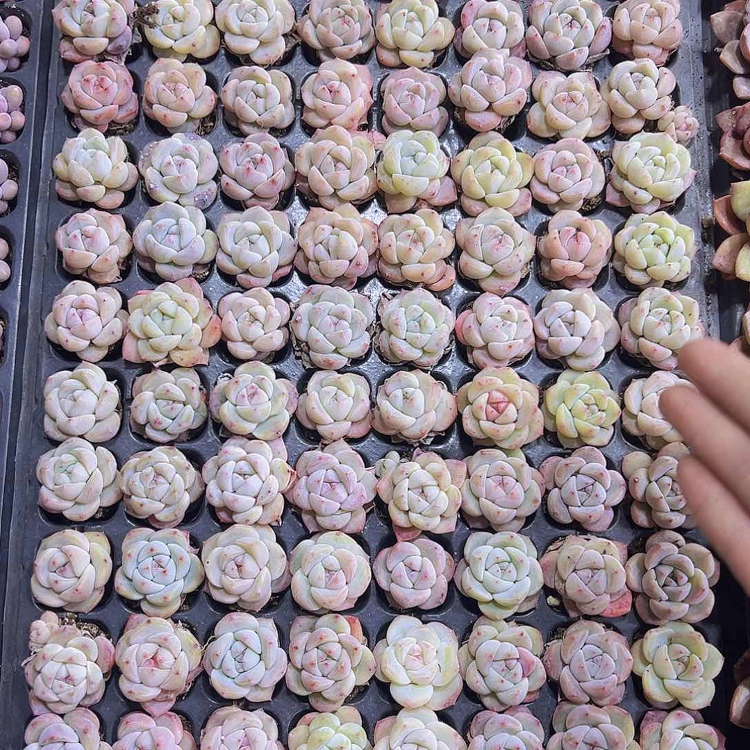 草莓啵啵5个19包邮多肉