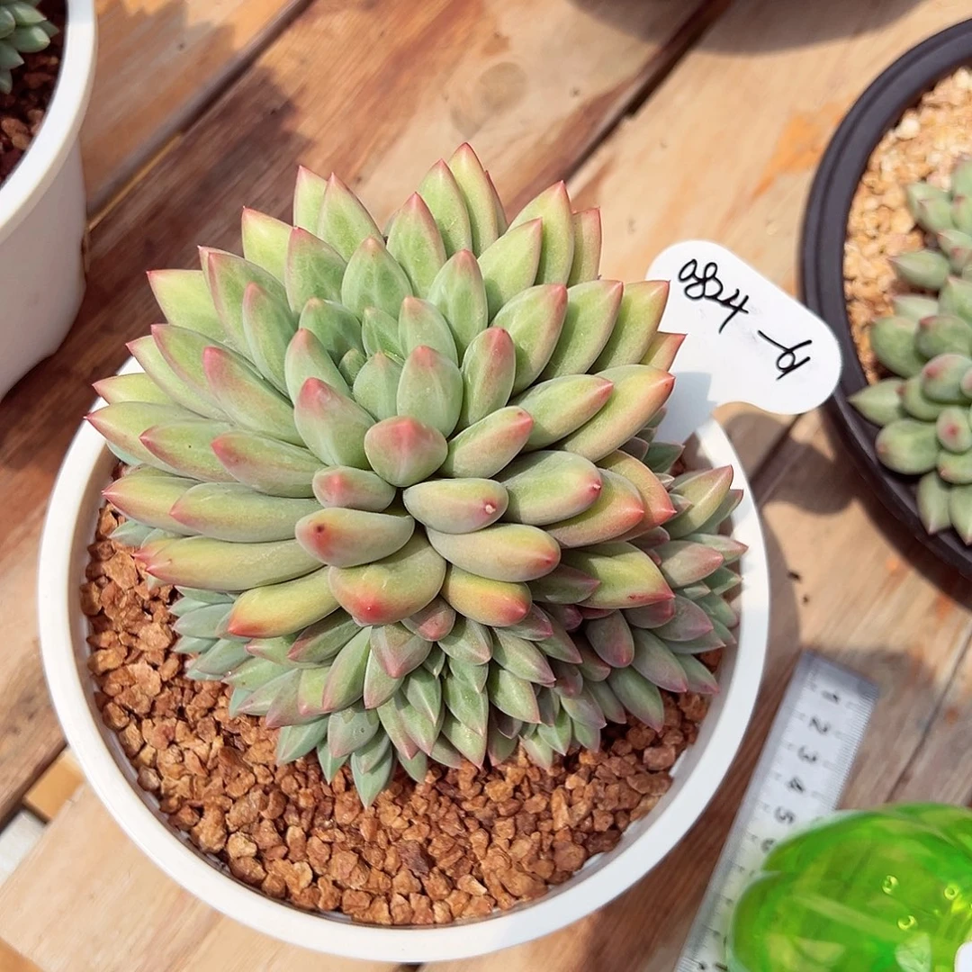 0824-61绝绝子新品