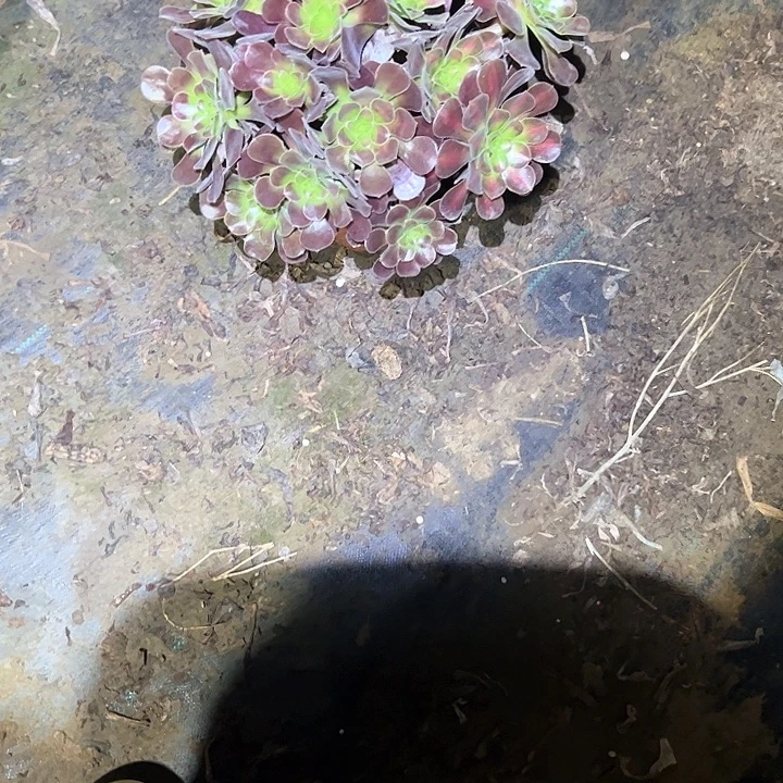 不售后法师一物一拍福利27