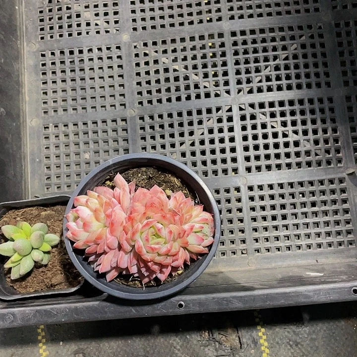 ?****凌1号筐两颗带盆土发