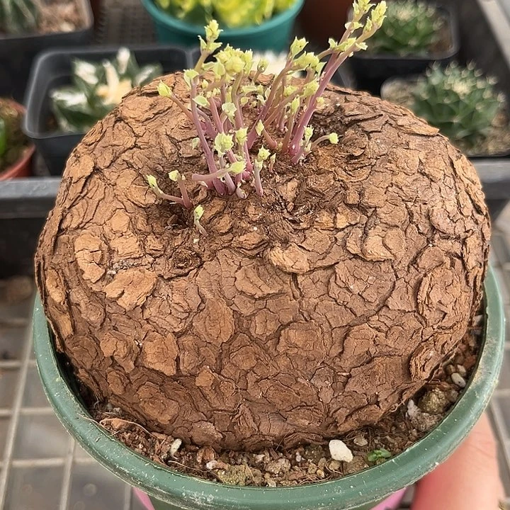 我也不知道怎么办啊你