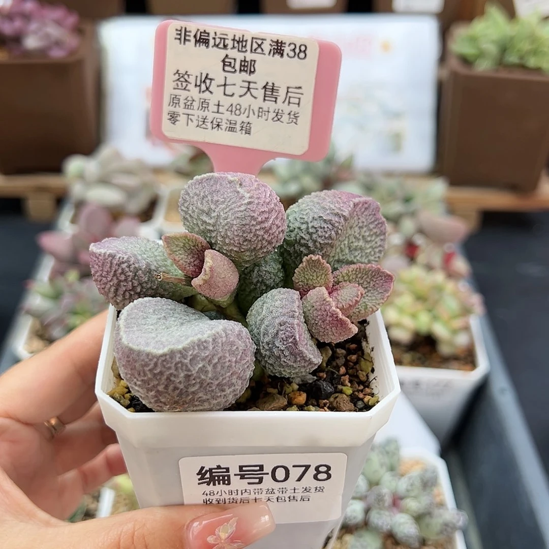 078哈默猪干多肉植物