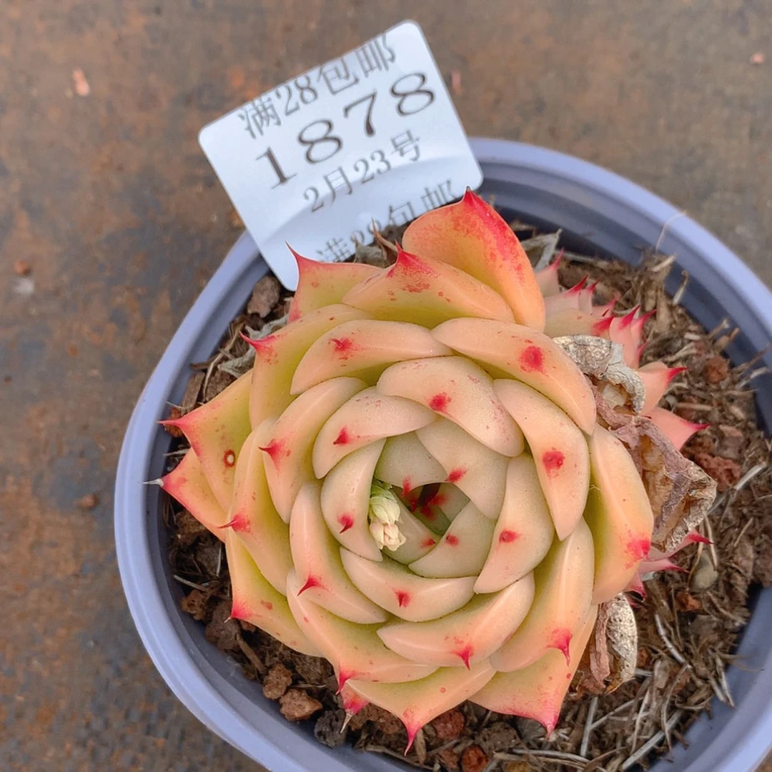 【闪购商品】云1878