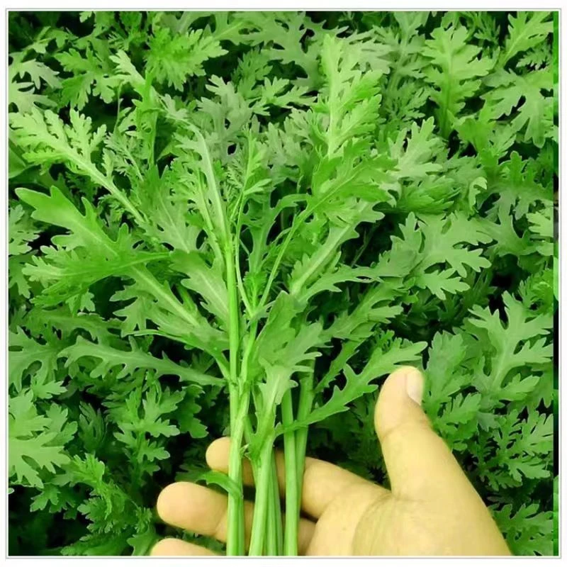 四季小叶茼蒿种子皇帝菜春秋蔬菜阳台盆栽易种大叶茼蒿种籽