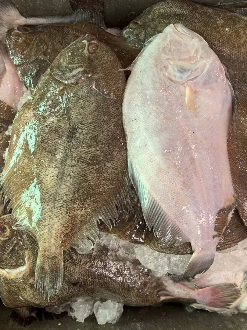 左口鱼【直播现称】 新鲜现称冷运到家