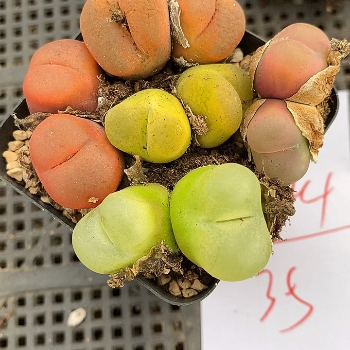 2444双头彩蟠桃一组。