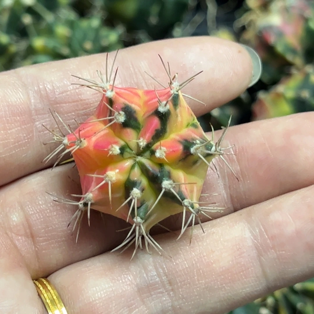 米哈锦侧芽自根脱土发货17