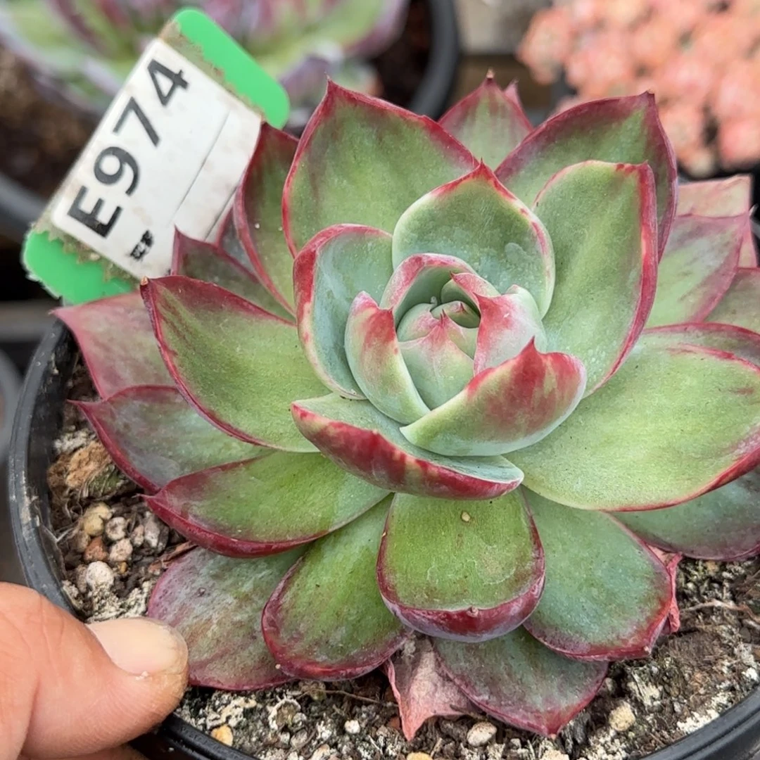 惊鸿一物一拍包装收缩花旱974