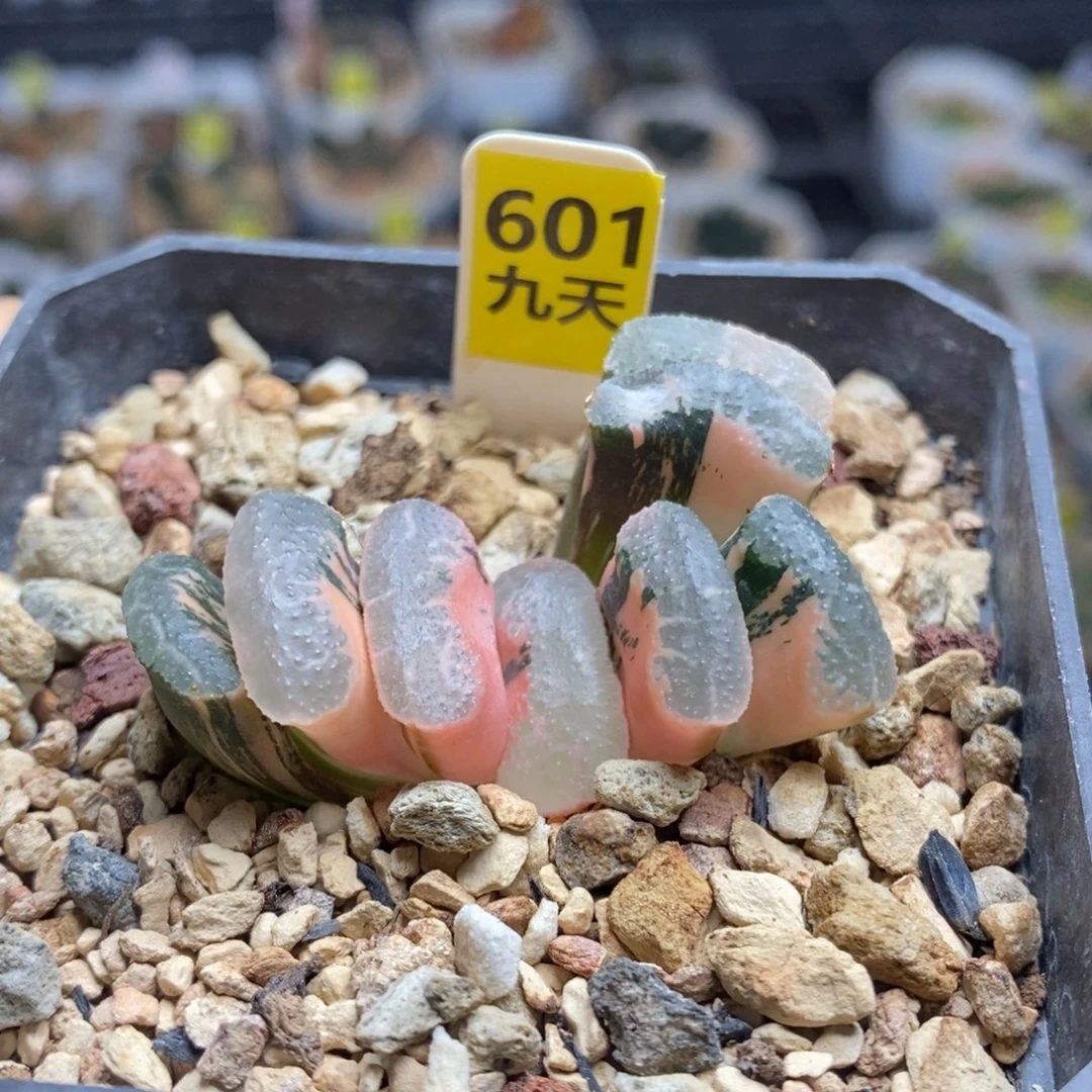 601号浮藻玉扇锦多肉