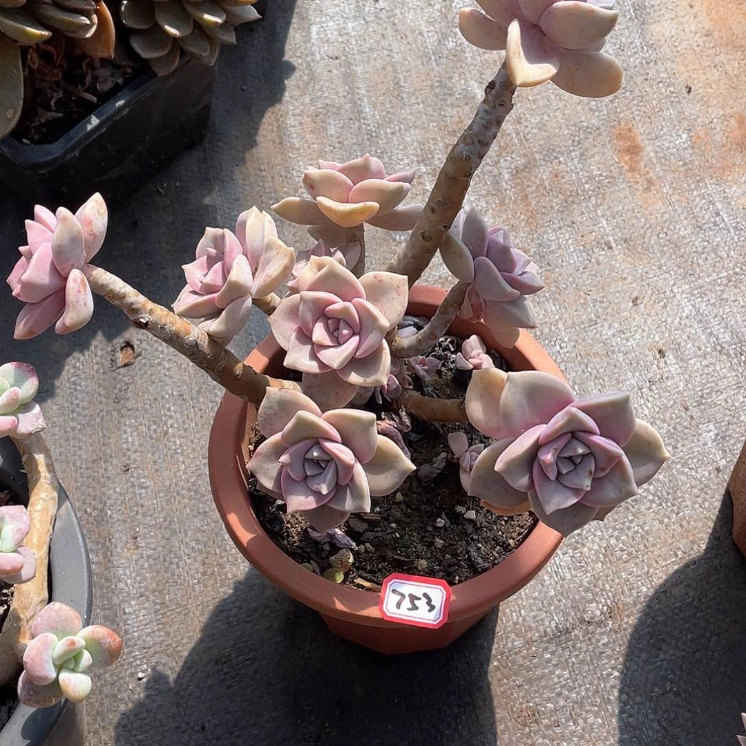 753紫乐 一物一拍多肉