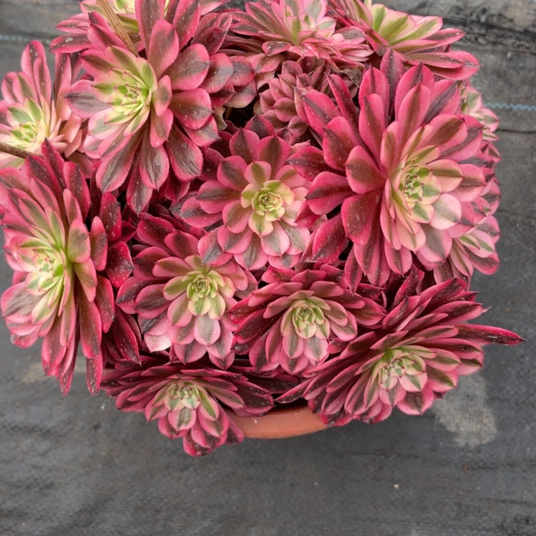 紫砂茶杯6666方法个哥哥哥哥