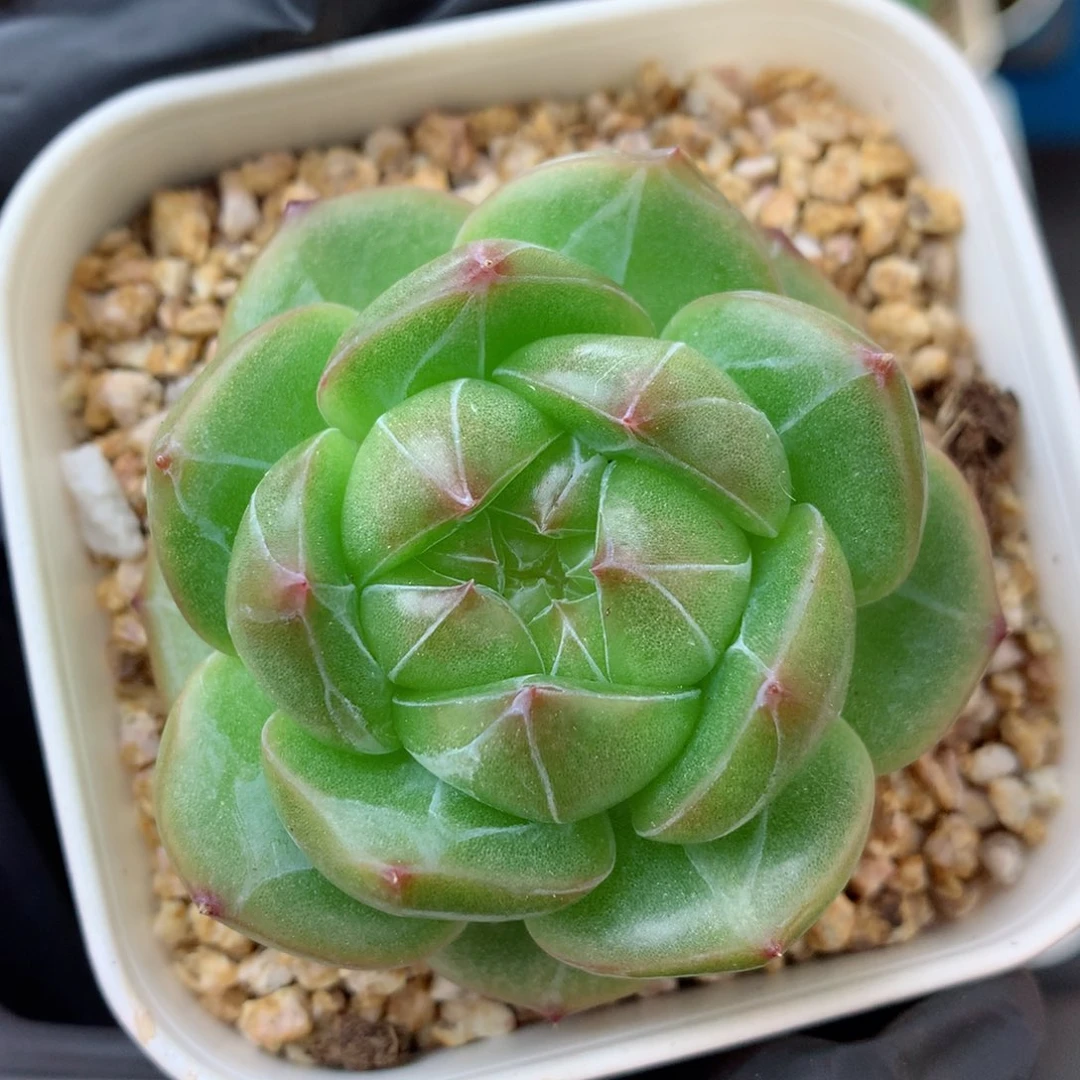 58包邮  群生不包整糖心101