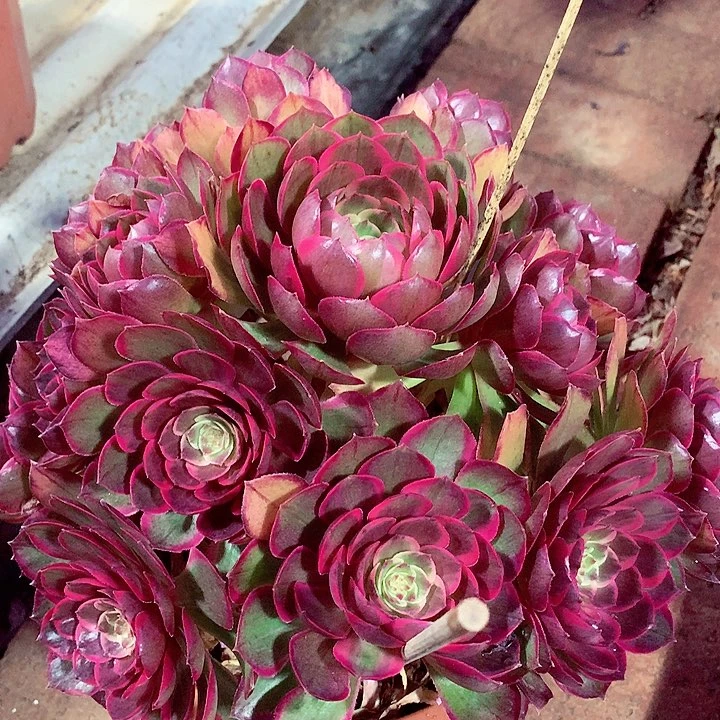 粉花妖，多肉植物