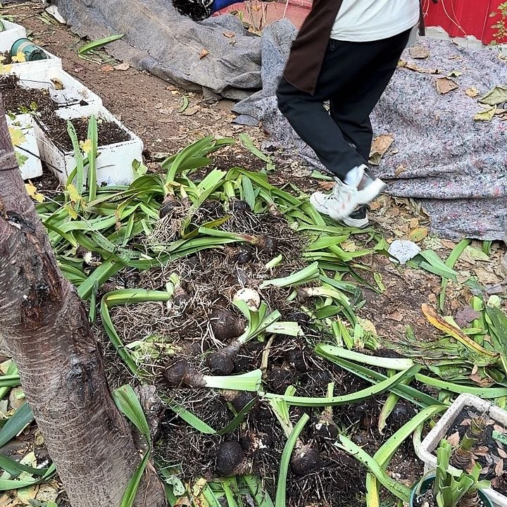 直播间样品球一个，直径7厘米左右