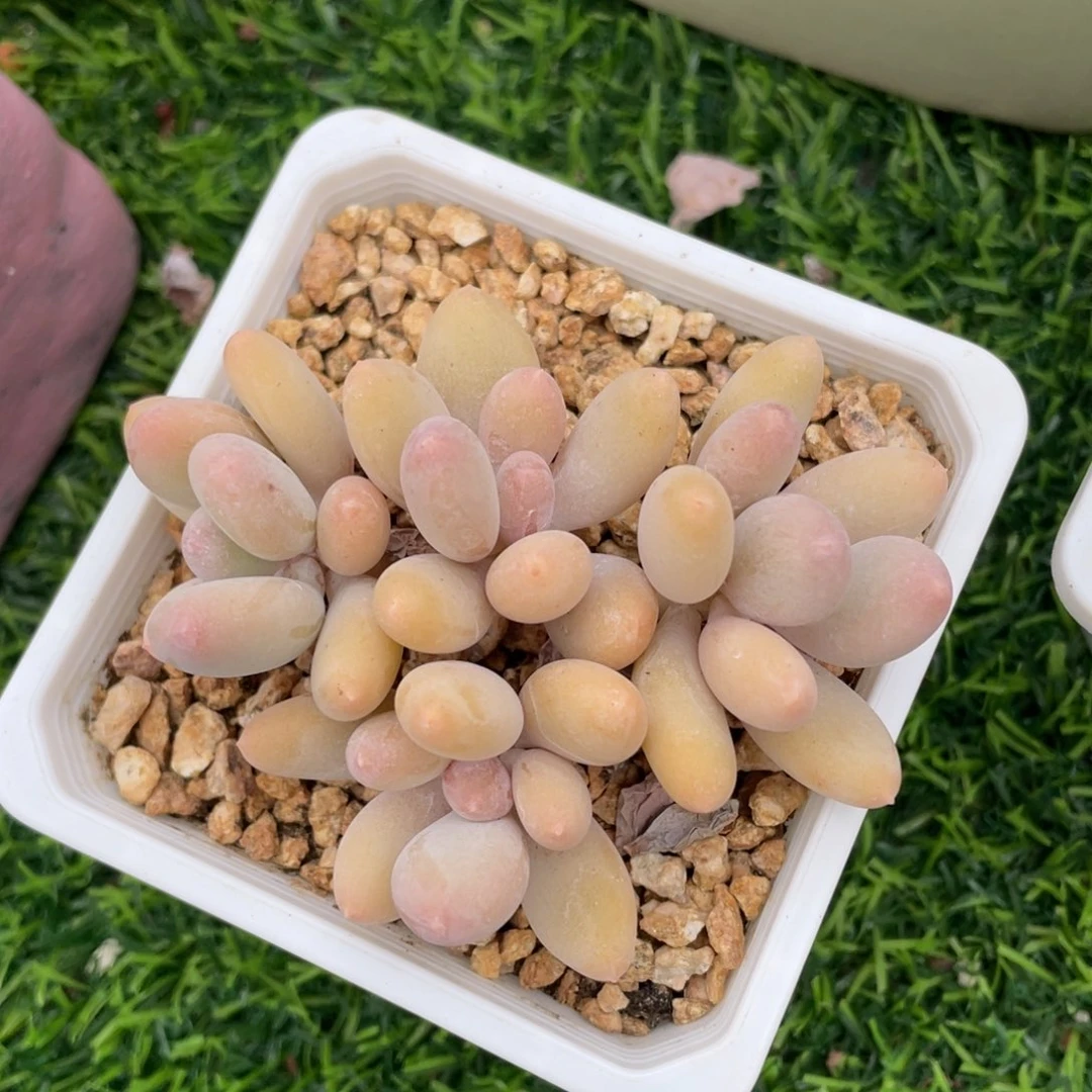 彩虹奶酪多肉植物