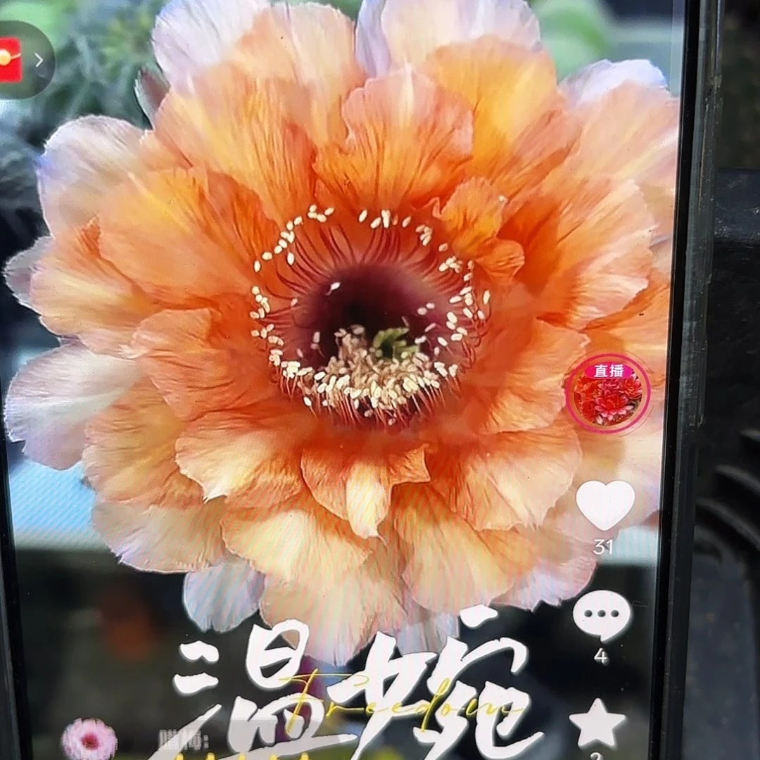 温婉彩6公分侧牙20包邮10