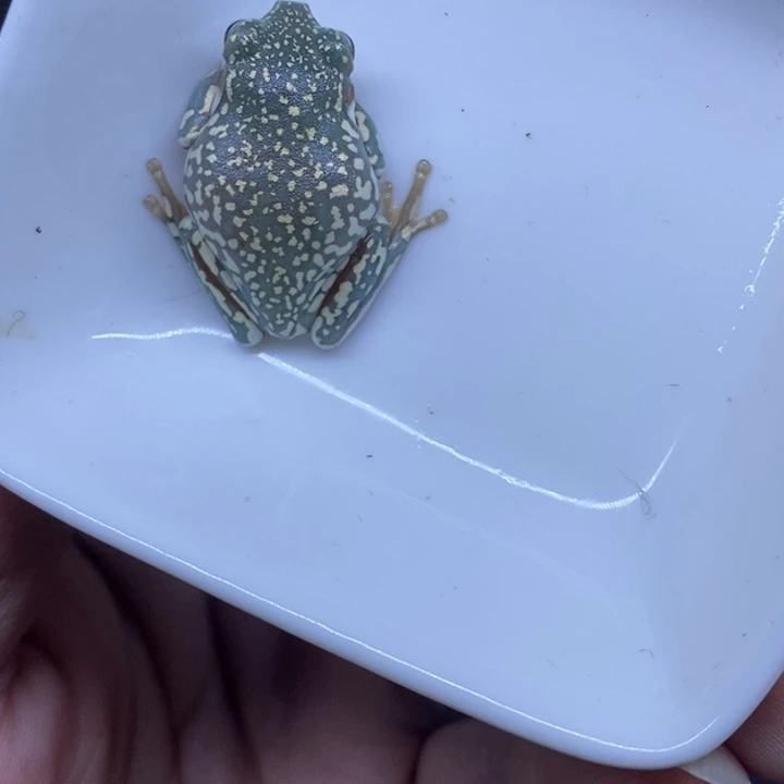 老爷树蛙澳蓝暴雪2