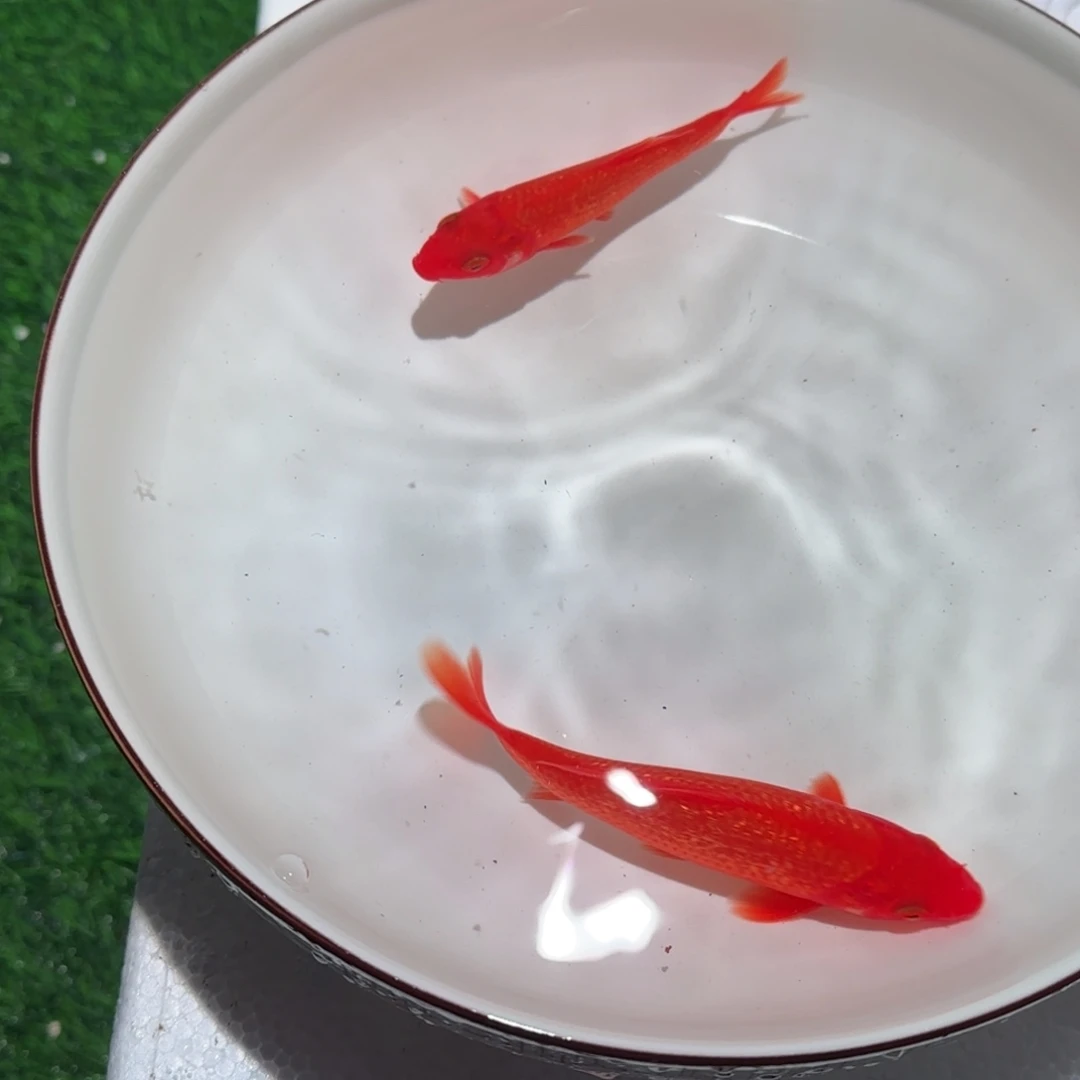 锦鲤锦鲤 观赏鱼 锦鲤