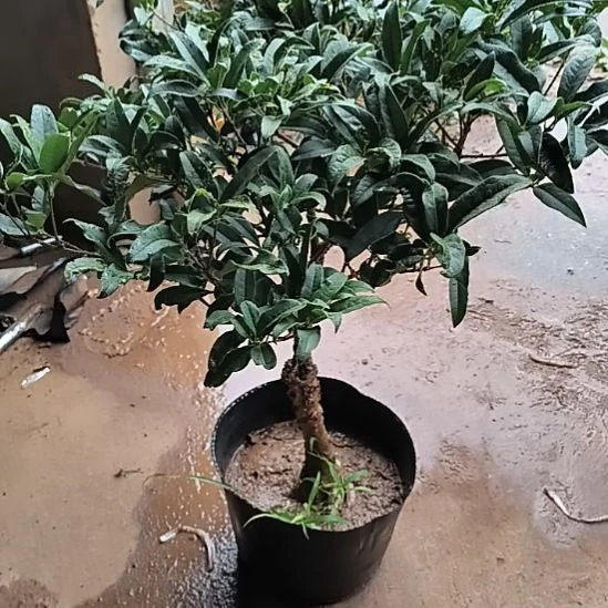 木***舟完全开放八月桂老朱砂桂花