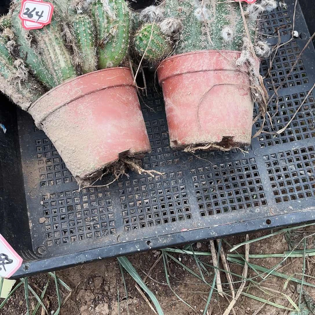 445 瑕疵掉侧牙掉侧牙无售后