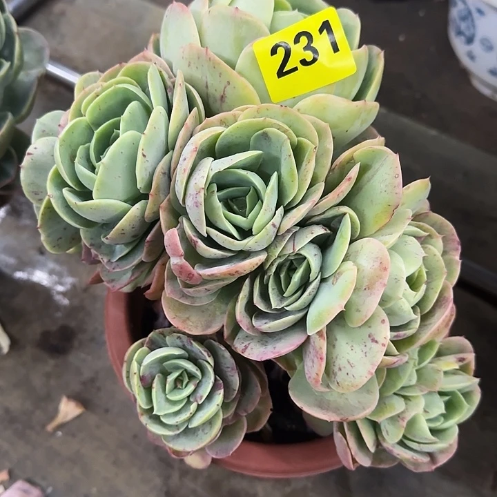 231桃花坞朵朵qun