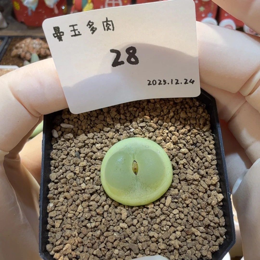 多肉多肉多肉12.24-028 拉登2.1cm