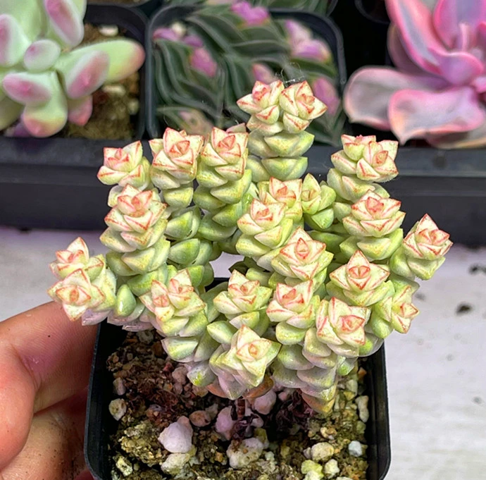 （满9.9元包邮）带盆彩色蜡笔多肉植物5厘米左右