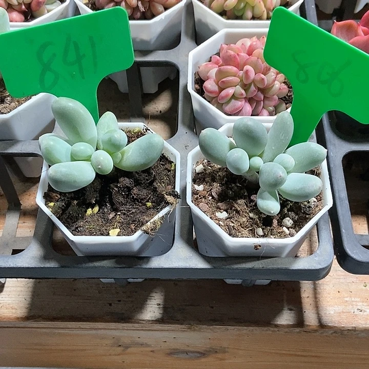 黛**歌多肉植物米可806 841