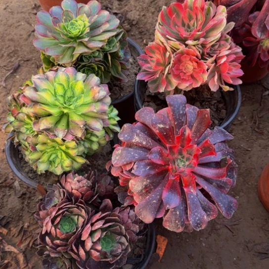法师5棵组合19.8多肉植物