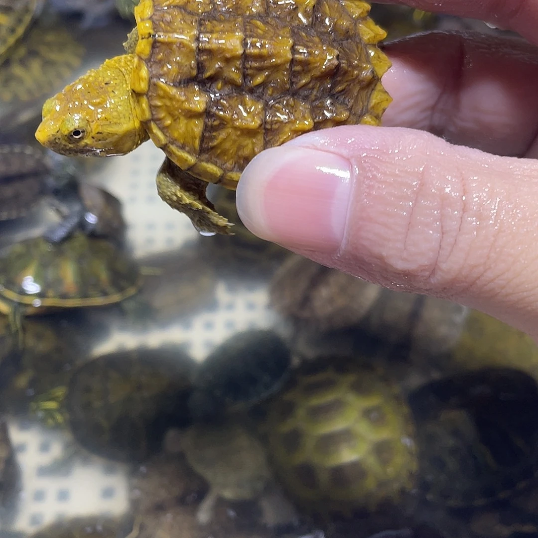 宠物龟不分公母鳄龟