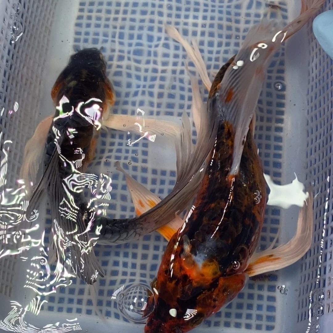 锦鲤冷水锦鲤包邮