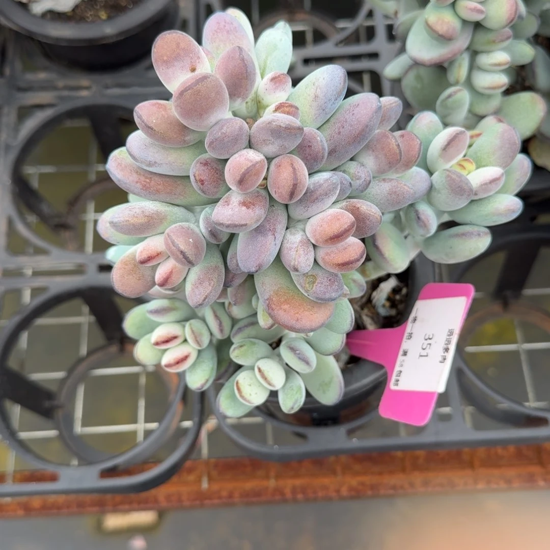 351乒乓福娘肉肉肉肉