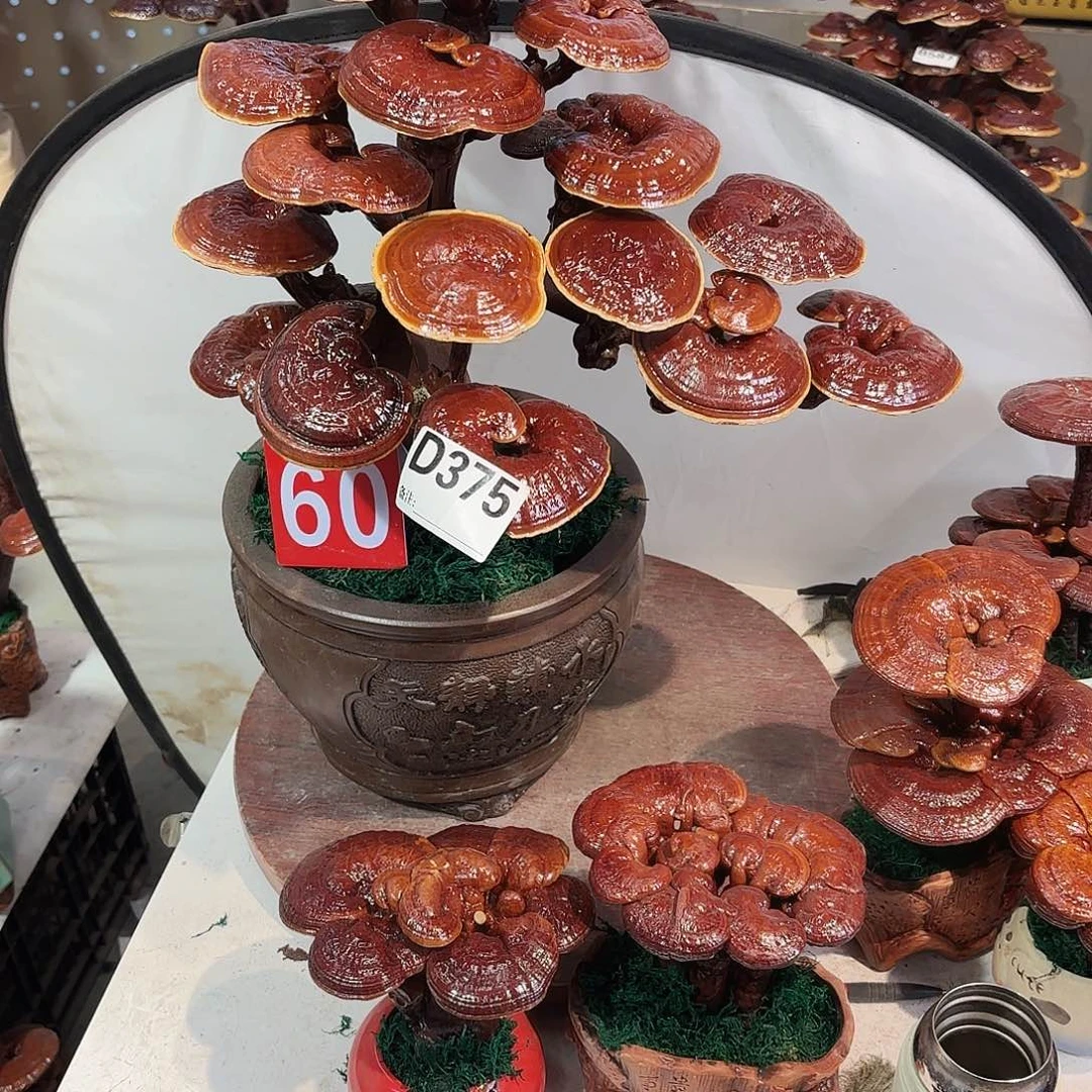 无花朵灵芝88888888888888888