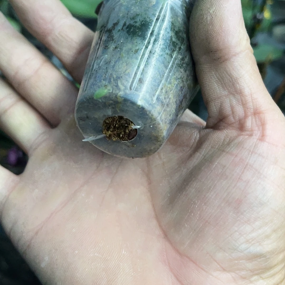 当前无花栽培后可以开花思*蝴蝶兰小西1.7