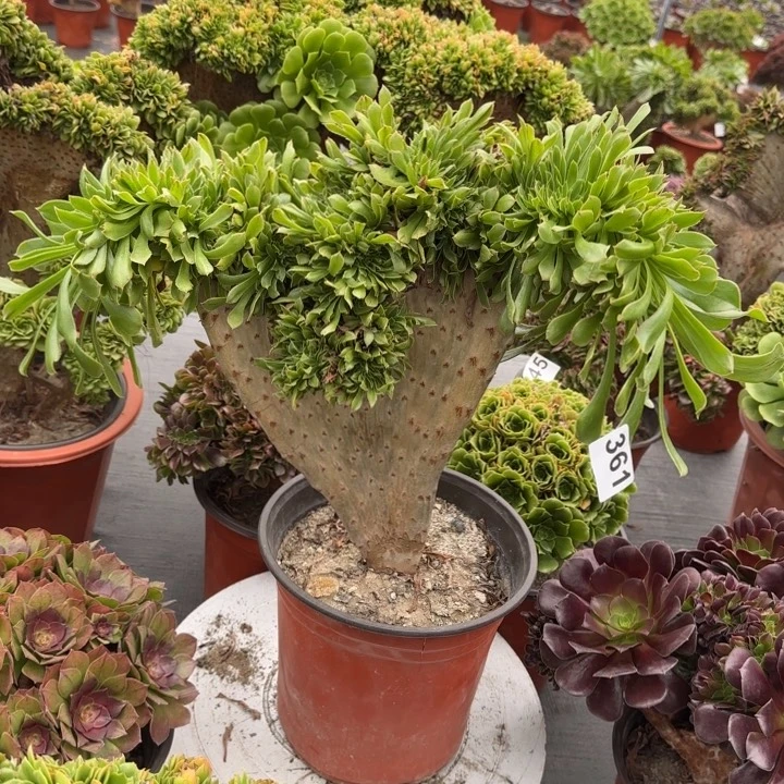 多肉植物原始绿361