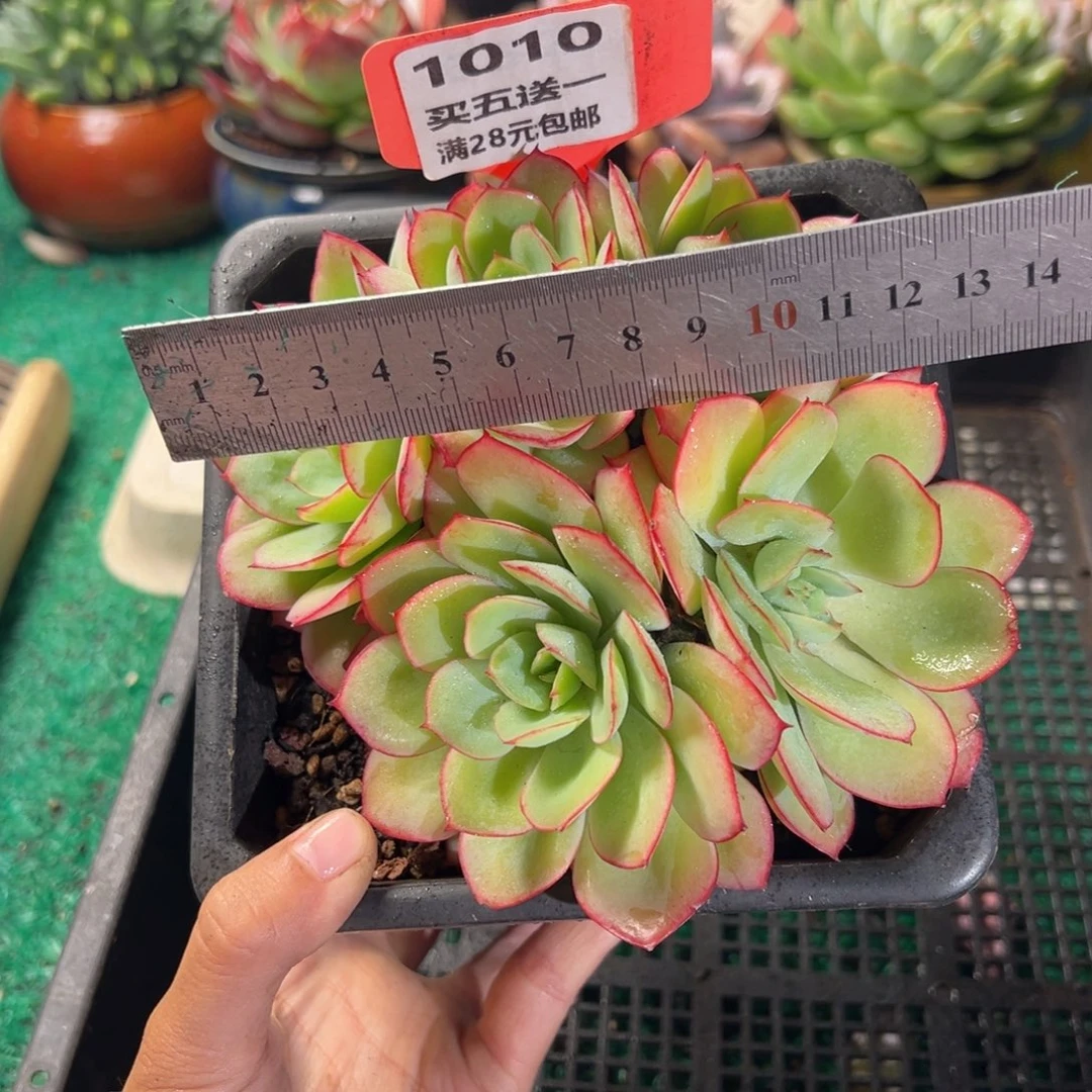 表妹精品多肉植物1010.