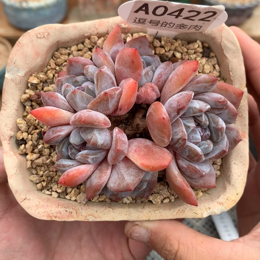 A0422 开播福利 石榴籽星影 有砍9cm