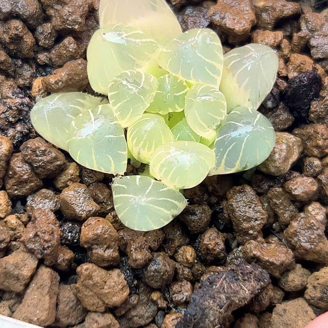 糊斑冰灯锦十二卷多肉
