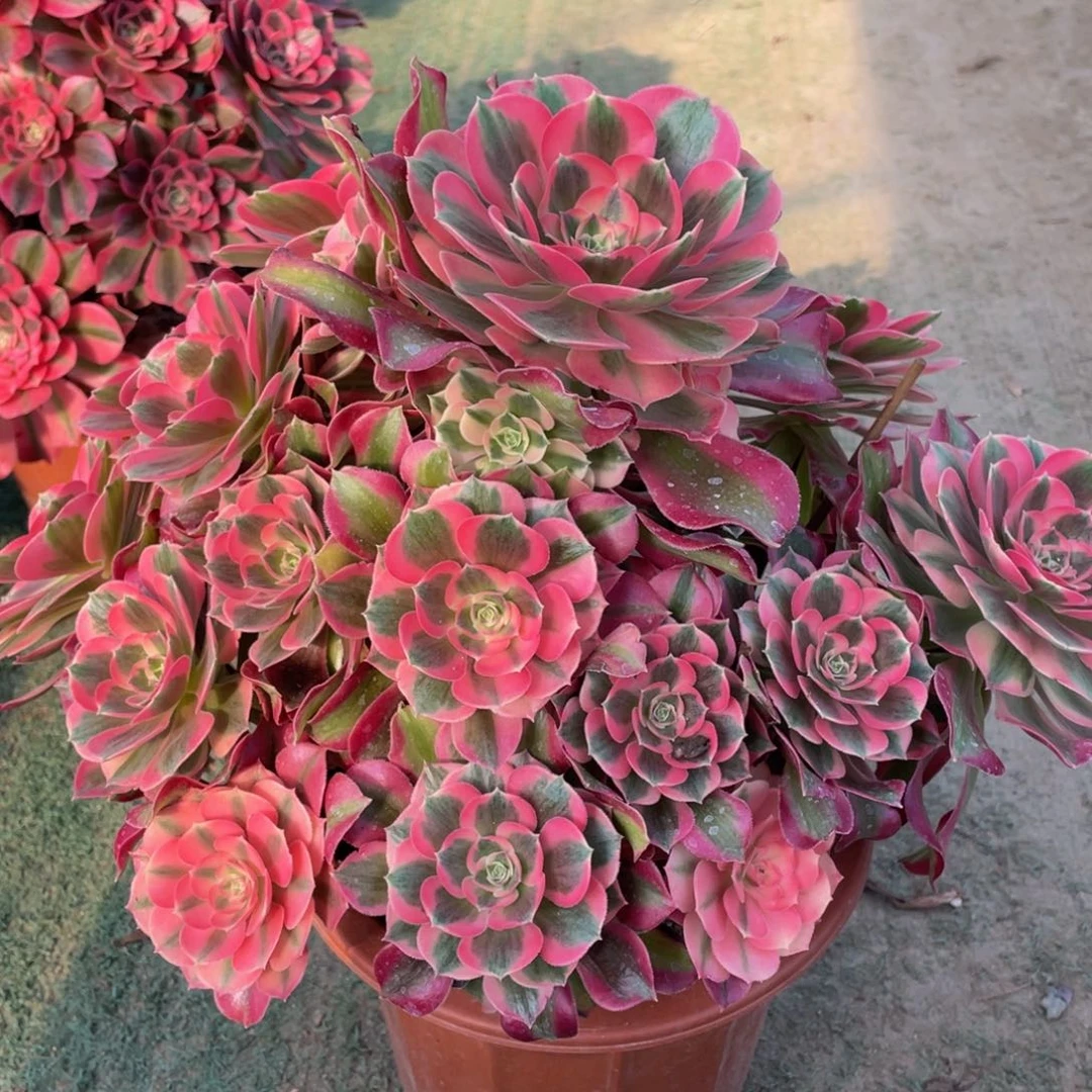 744七彩石精品法师多肉