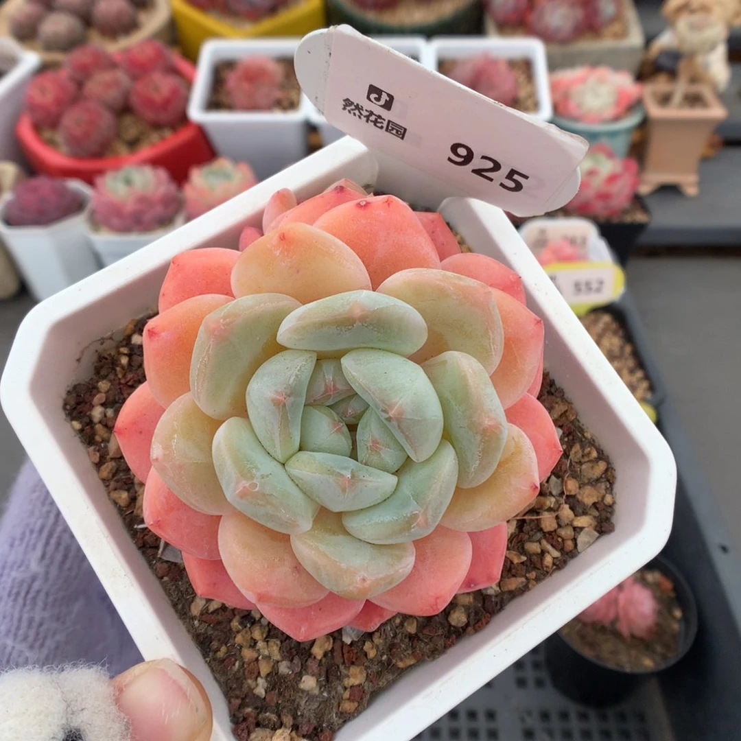 925糖心B06多肉植物