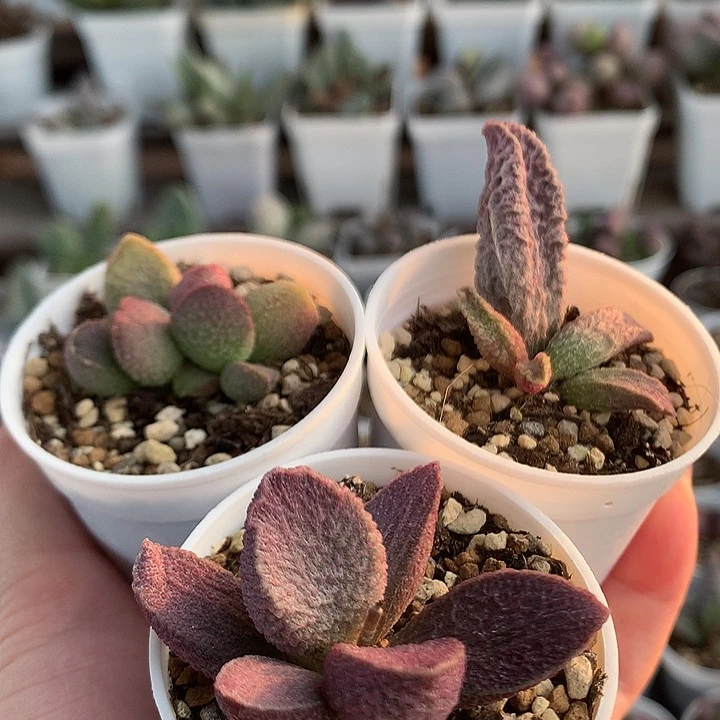 猪肝系列（开箱包黑腐7天售后）专拍