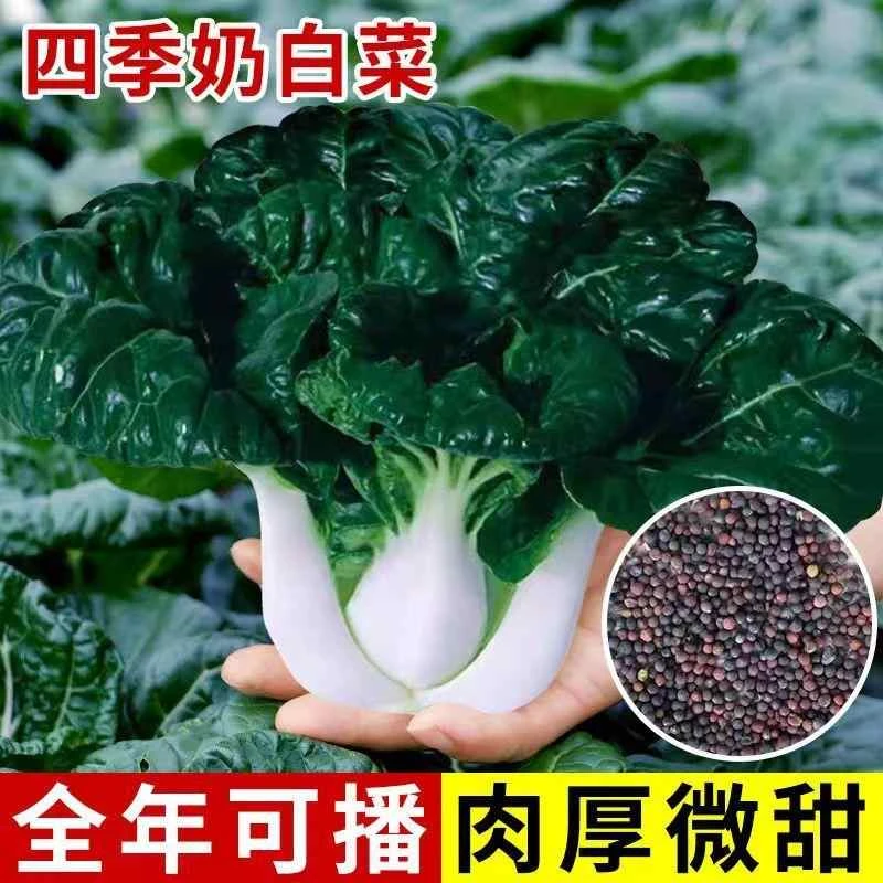 矮脚奶油白菜种子黑叶奶白菜四季速生白梗菜脆甜小白菜籽蔬菜种子
