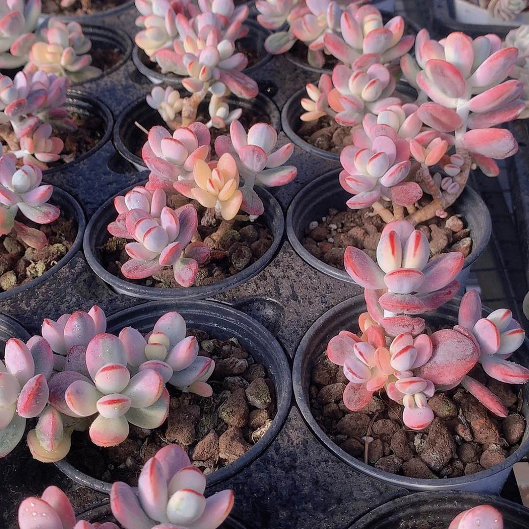 福娘锦23456778990