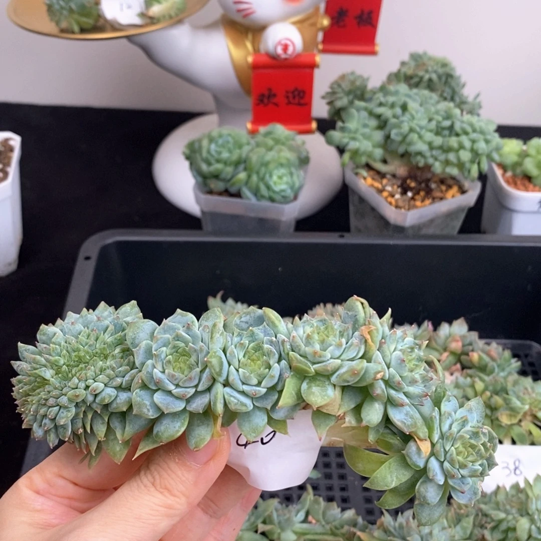 冰魄树40号一颗包邮