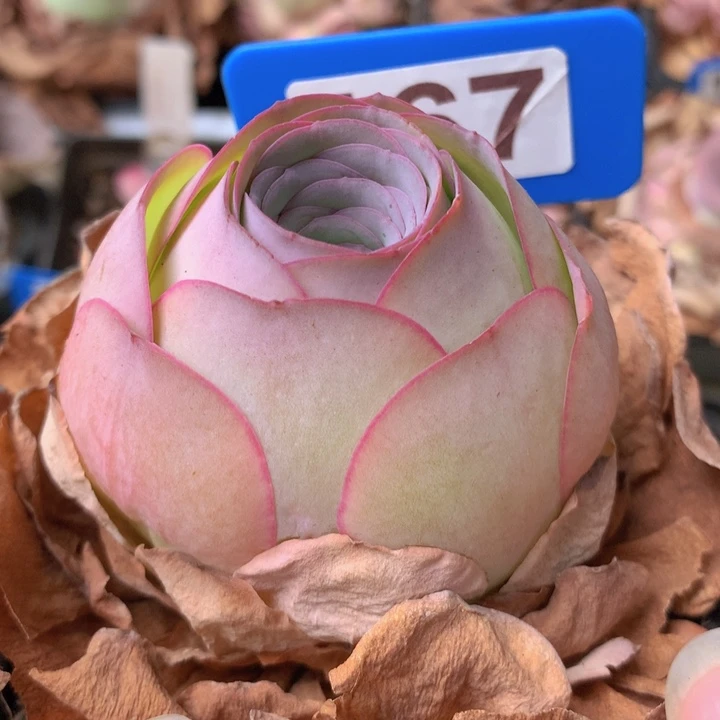 一物一拍星辰盛夏167