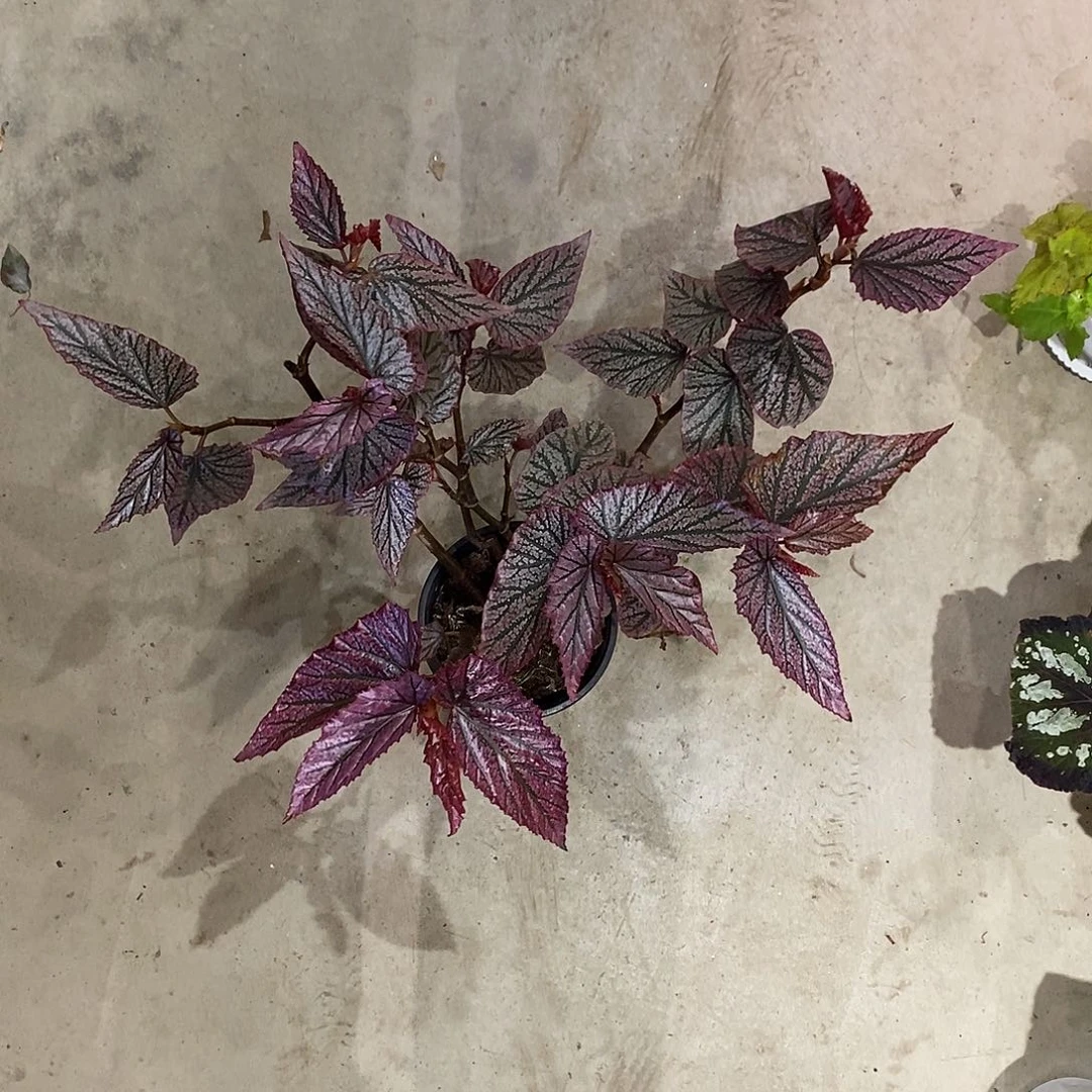 无花朵在逃公主秋海棠